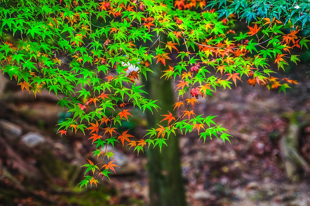 Colorful foliage, Tofuku-ji Buddhist temple, Kyoto, Japan. Famous for its autumn leaves.